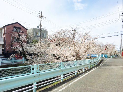 桜、満開まで秒読み？