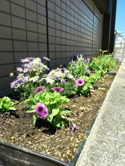 綺麗に咲きますように…🌼